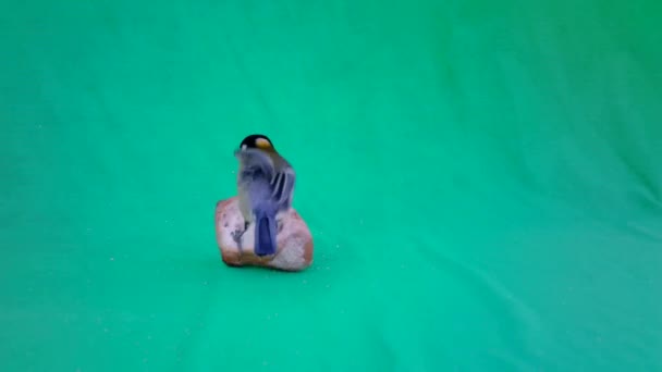 Parus Major, Great Tit, on Green Screen Chroma Key eating a piece of bread — Stock Video