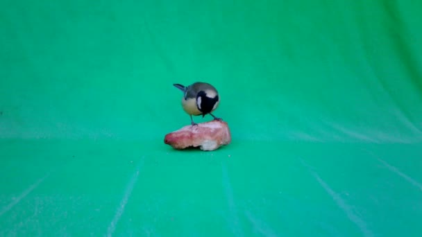 Parus Major, Great Tit, on Green Screen Chroma Key eating a piece of bread — Stock Video