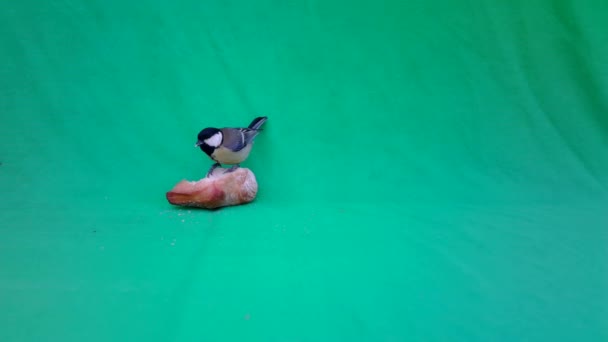 Small Bird Great Tit, Parus major, in Green Screen or Chromakey — стокове відео