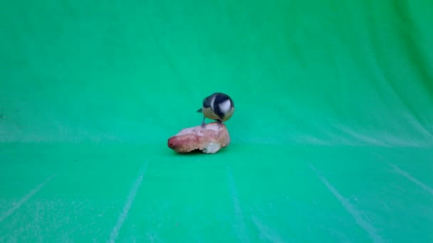 Small Bird Great Tit, Parus major, in Green Screen or Chromakey — ストック動画