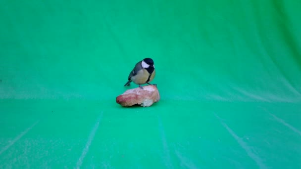 Small Bird Great Tit, Parus major, in Green Screen or Chromakey — Stock Video