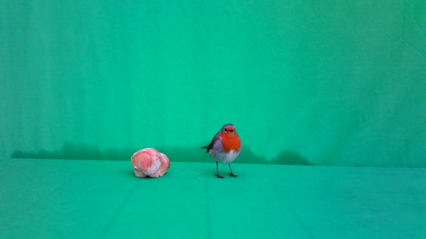 Passeriformes Bird, Robin Erithacus Rubecula of Red Breasteats, op groen scherm — Stockvideo