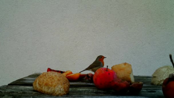 Europeiska Robin, Erithacus Rubecula eller Robin Redbreast, på ett gammalt träbord — Stockvideo