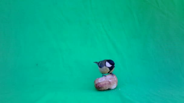 Small Bird Great Tit, Parus major, in Green Screen or Chromakey — ストック動画