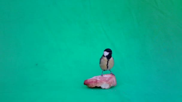 Small Bird Great Tit, Parus major, in Green Screen or Chromakey — 비디오