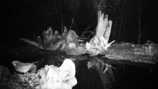 Robin des Bois, Erithacus Rubecula ou Redbreast, près d'une piscine d'eau la nuit — Video