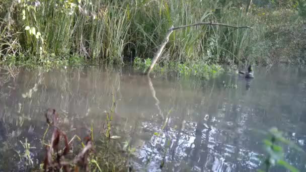 A Mallard Ducks, Anas Platyrhynchos, vzlétá z lesního jezera — Stock video