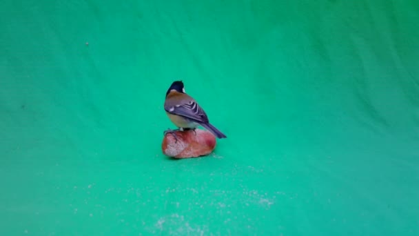 Parus Major, Great Tit, on Green Screen Chroma Key eating a piece of bread — Αρχείο Βίντεο