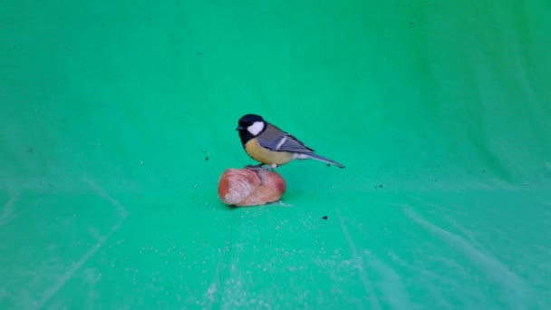Parus Major, Great Tit, on Green Screen Chroma Key eating a piece of bread — Stockvideo