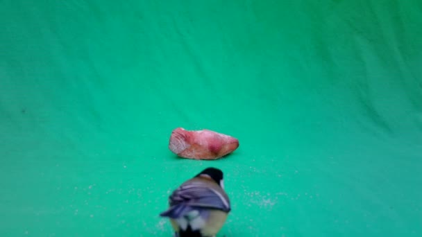 Parus Major, Great Tit, on Green Screen Chroma Key eating a piece of bread — Stock video
