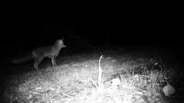 Kızıl Tilki, Vulpes Vulpes, gece ormanda yürür. — Stok video