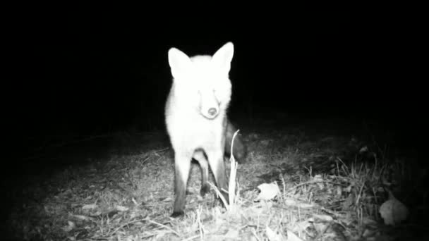 Red Fox, Vulpes Vulpes, пахнет землей в поисках еды ночью — стоковое видео