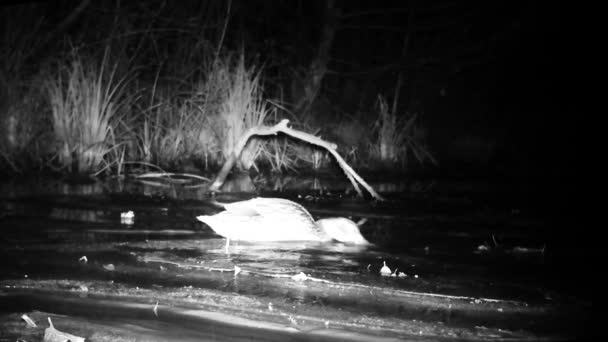 Close Zicht op een Mallard Duck, Anas Platyrhynchos, op een Wetland Pond by Night — Stockvideo