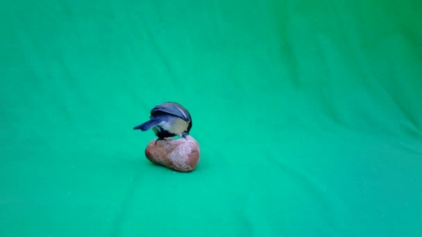 Small Bird Great Tit, Parus major, in Green Screen or Chromakey — стокове відео