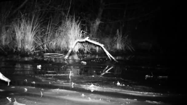 Mallard Duck, Anas Platyrhynchos, Floating Close View in Wetland by Night — стокове відео