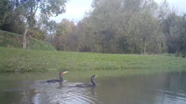 Ett par stora svarta skarvar, Black Shag eller Phalacrocorax Carbo, i en sjö — Stockvideo