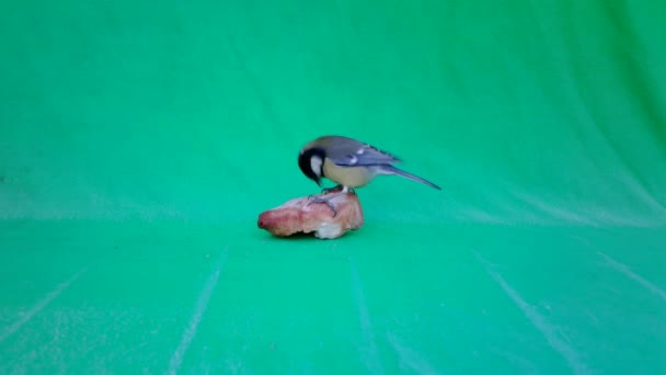 Small Bird Great Tit, Parus major, in Green Screen or Chromakey — Stock Video