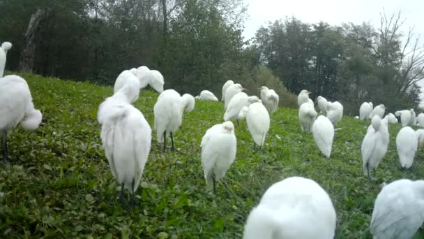 सफेद पानी पक्षियों का समूह, मवेशी एग्रेट, एक ग्रीन घास क्षेत्र से टेकऑफ — स्टॉक वीडियो