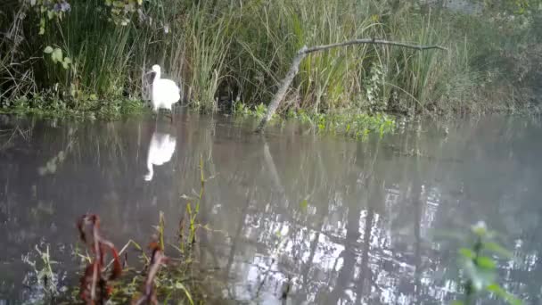 白い鳥、西の牛の挨拶- Busulcus Ibis, Walks in a Lake in a Sunny Day — ストック動画
