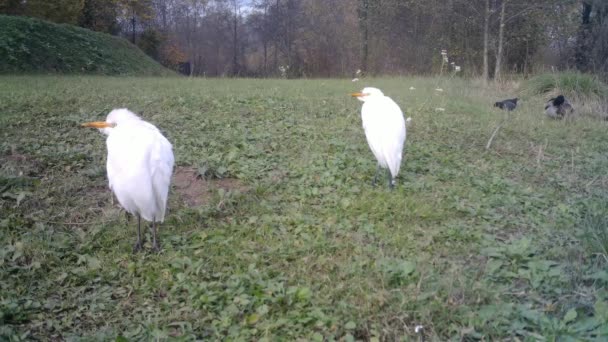 Bílý vodní pták Zavřít pohled na slunečný den v zelené trávě louky — Stock video