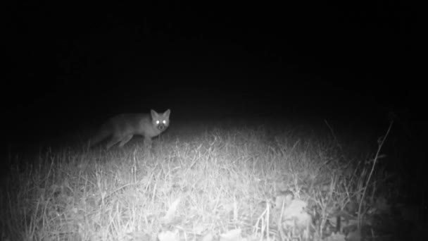 Rotfuchs, Vulpes Vulpes, auf einer Graswiese, die in der Nacht in die Kamera blickt — Stockvideo