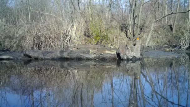 Pequenos pássaros camuflados comem em um tronco em uma lagoa com reflexões em terras aquáticas — Vídeo de Stock