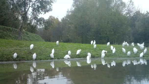 Grupa Białych Ptaków Wodnych, Bubulcus Ibis, Startuj z brzegu jeziora w dzień — Wideo stockowe
