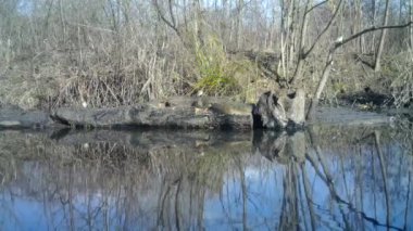 Avrupa Robbins Sürüsü, Erithacus Rubecula Kızılgöğüs, refleksleri olan bir gölette