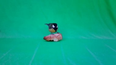 Small Bird Great Tit, Parus major, in Green Screen or Chromakey