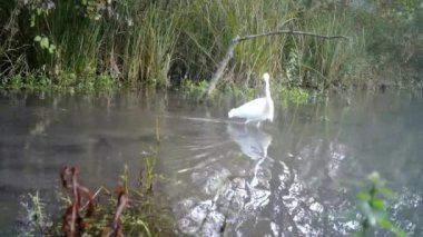 Beyaz Kuş, Batılı Sığır Egret - Bubulcus Ibis, Güneşli bir günde Gölde Yürüyor