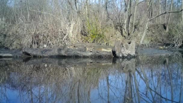 Idealnie zakamuflowane ptaki nad bagażnikiem w jeziorze z refleksjami w słoneczny dzień — Wideo stockowe