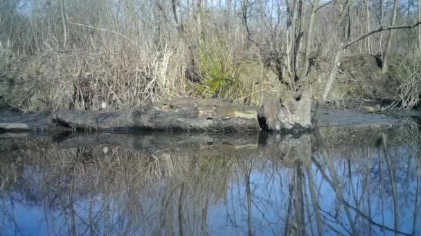 Pássaros perfeitamente camuflados sobre um tronco no lago com reflexos em um dia ensolarado — Vídeo de Stock
