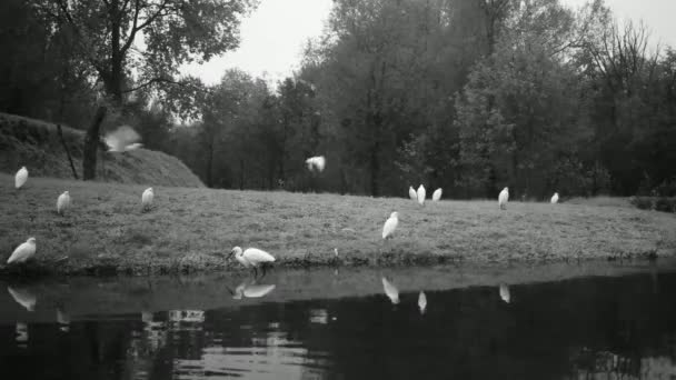 Ομάδα δυτικών βοοειδών Egret, Bubulcus Ibis, στη λίμνη τη νύχτα με αντανακλάσεις — Αρχείο Βίντεο