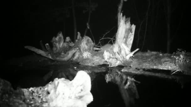 Σπίτι Ποντίκι, Mus Musculus, ψάχνει για φαγητό μέσα στη νύχτα κοντά στο νερό — Αρχείο Βίντεο