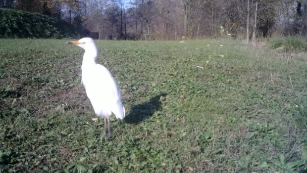 Pájaro de agua blanca cerrar vista en un día soleado en una pradera de hierba verde — Vídeo de stock
