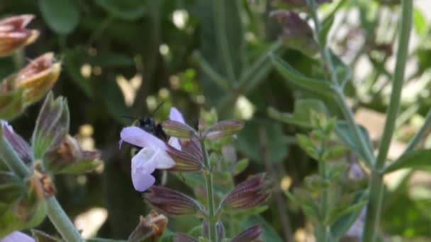 Sarı ve Siyah Böcek Yavaş Çekimde Mor Bilge Çiçekten Nektar Aldı — Stok video