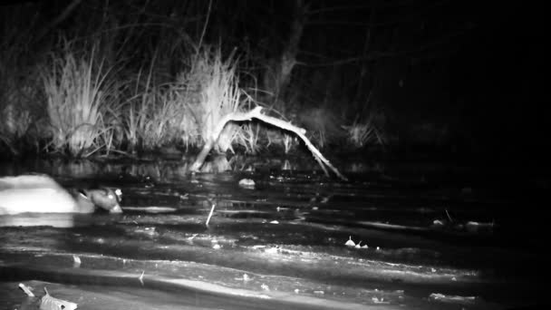 Man van Mallard Wild Duck, Anas Platyrhynchos, Eten op een wetland vijver 's nachts — Stockvideo