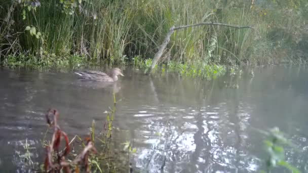 Ζευγάρι Mallard Duck, Anas Platyrhynchos, σε μια λίμνη του δάσους — Αρχείο Βίντεο