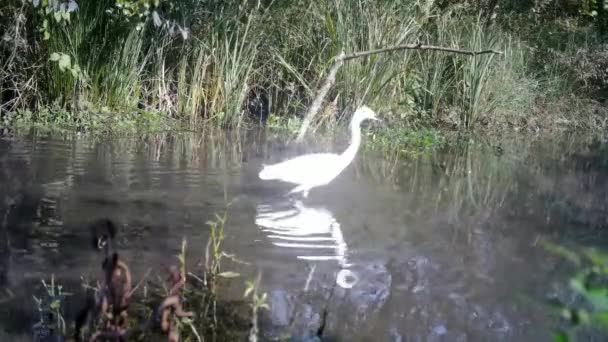 Beyaz Kuş, Batılı Sığır Egret - Bubulcus Ibis, Güneşli bir günde Gölette Yürür — Stok video