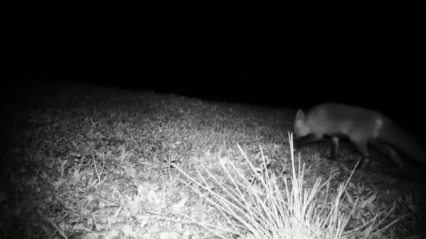 Red Fox, Vulpes Vulpes, na travnaté louce při pohledu na kameru v noci — Stock video