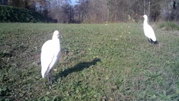 緑の芝生の牧草地で晴れた日には白い鳥の小さなグループが近くに見えます — ストック動画