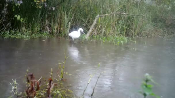 Fehér Madár, Nyugati Szarvasmarha Egret - Bubulcus Ibis, egy tóban egy esős napon — Stock videók
