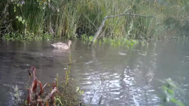 Feminino de Pato Mallard, Anas Platyrhynchos, em um Lago Florestal — Vídeo de Stock