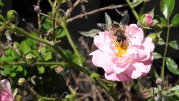 Bijen nemen nectar van een roze roos bloem in slow motion met zijn tong — Stockvideo