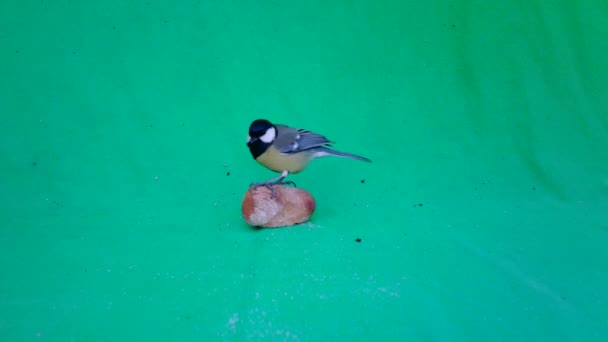 Small Bird Great Tit, Parus major, in Green Screen or Chromakey — Video