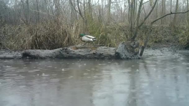 Mallard Duck 'ın Erkeği, Anas Platyrhynchos, Yağmurun Altındaki Bataklık Gölü' nde — Stok video