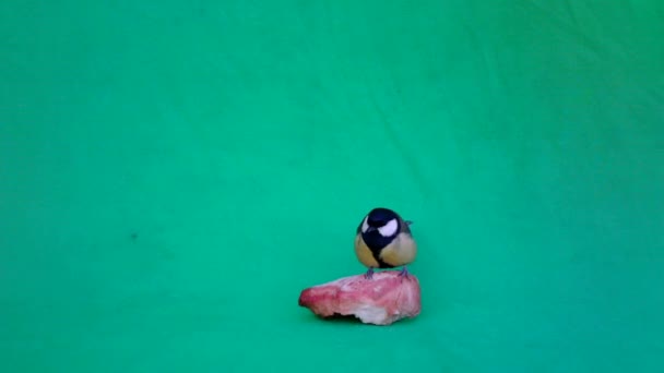 Parus Major, Great Tit, on Green Screen Chroma Key eating a piece of bread — Stockvideo