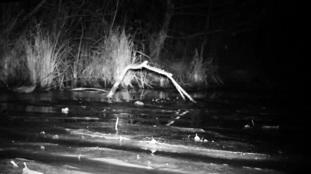 Watervogel, Mallard Duck - Anas Platyrhynchos, Drijvend in Wetland Pond by Night — Stockvideo