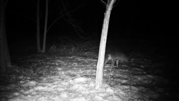 Fox, Vulpes vulpes, walks in a wood with show in a winter night Full HD video — ストック動画