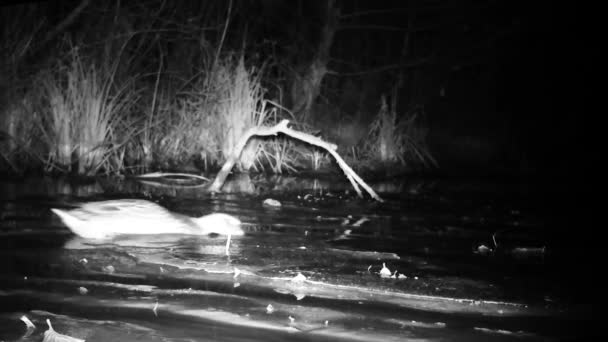 Een paar wilde wilde Mallard eenden, Anas Platyrhynchos, op een Wetland Lake by Night — Stockvideo